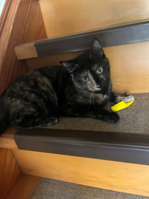 Nala