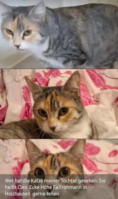 Cleo
