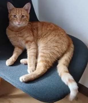Gafi