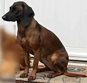 Ronja