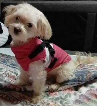 Puppy