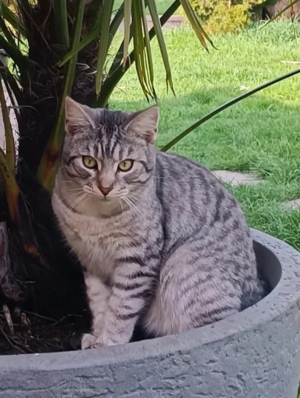 Kurt