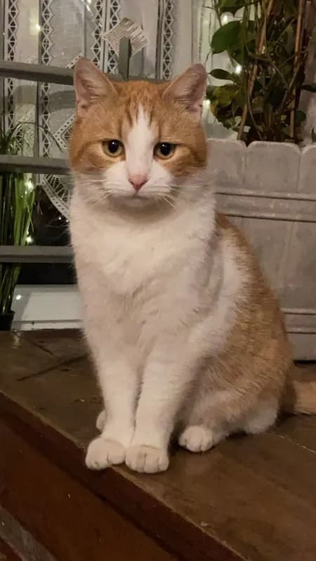 Leo