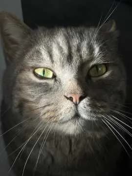 Tyson