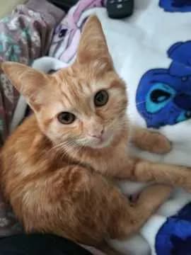 Garfield