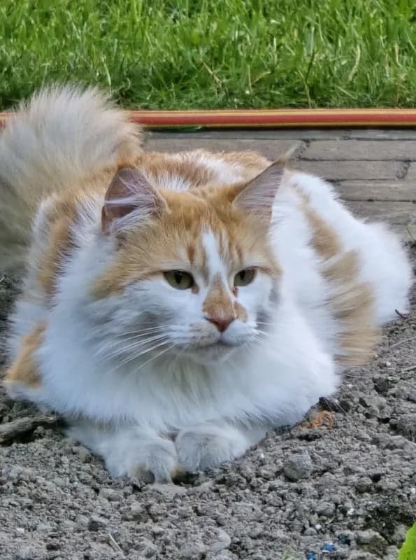 Lilli