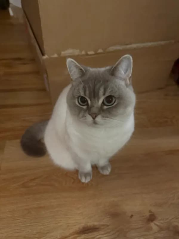 Feifei