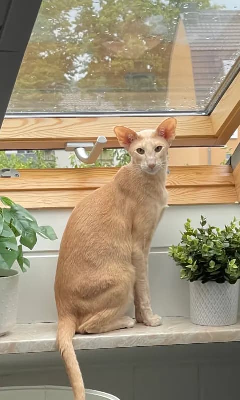 Zeus