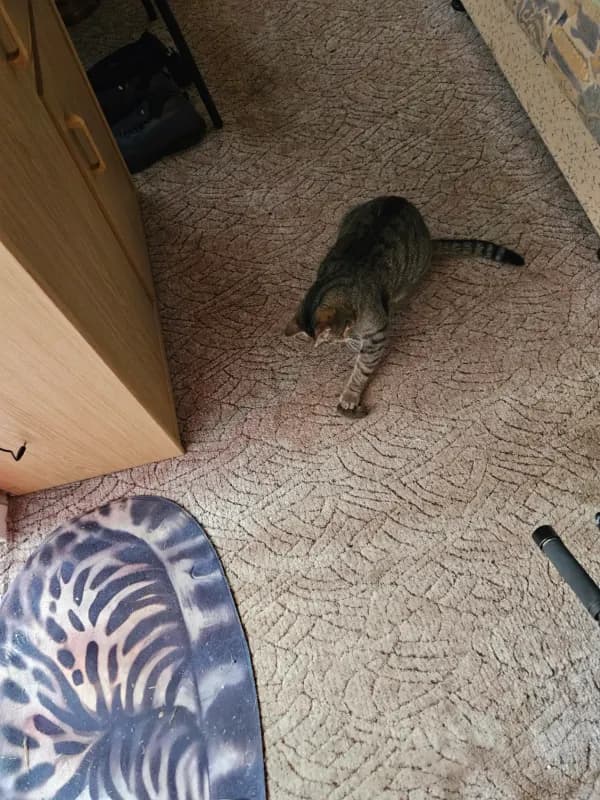Gizmo