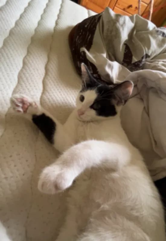 Oreo