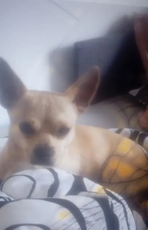 Carlos