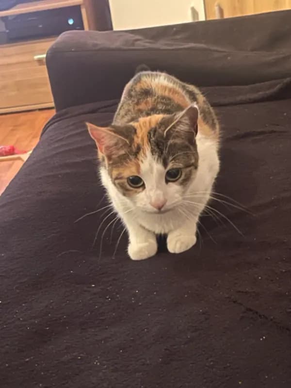 Minzi