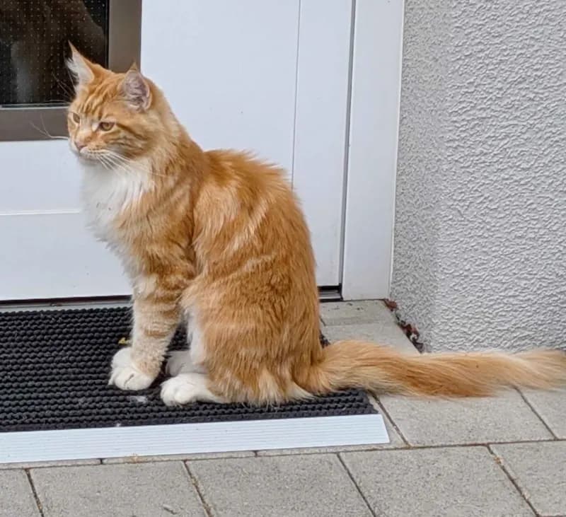 Simba