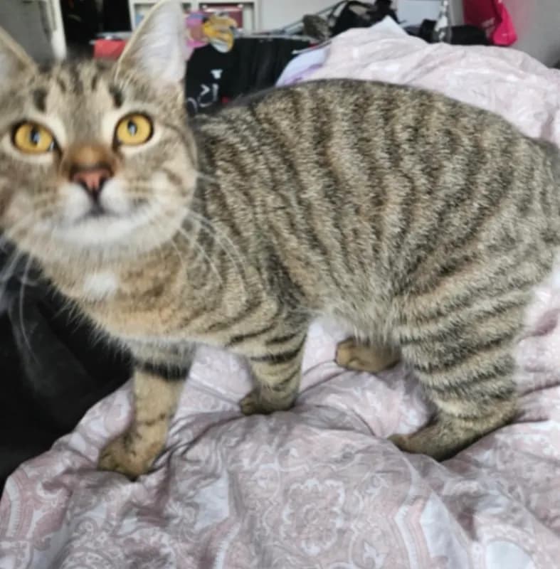 Nala