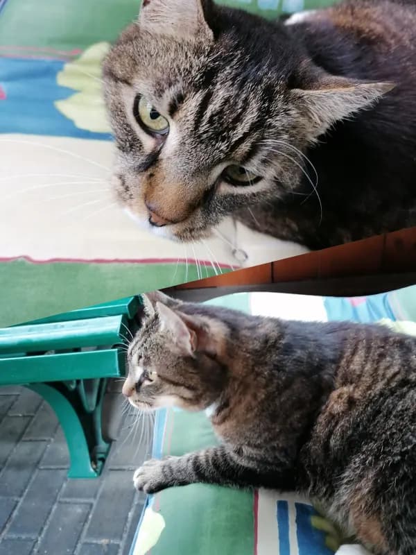 Whisky