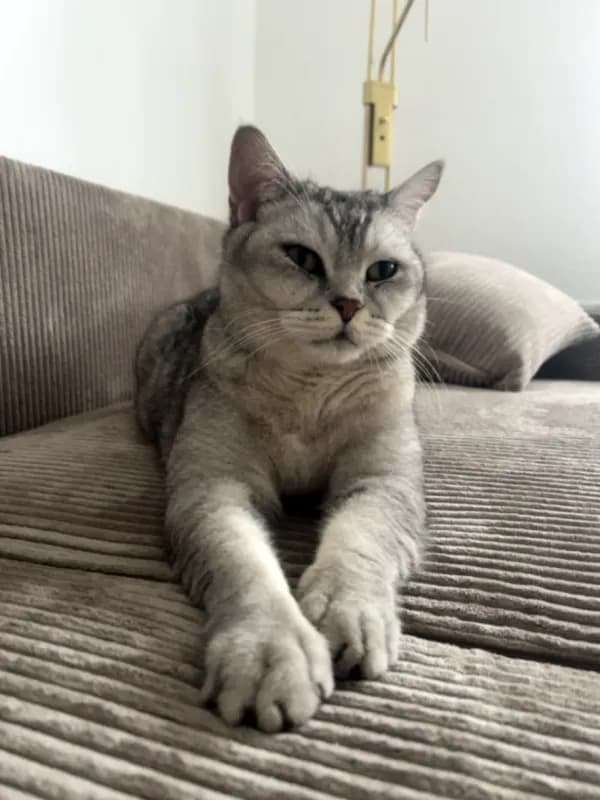 Mischa