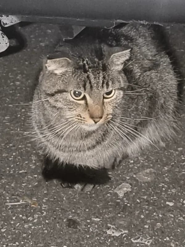 Ich fand die katze