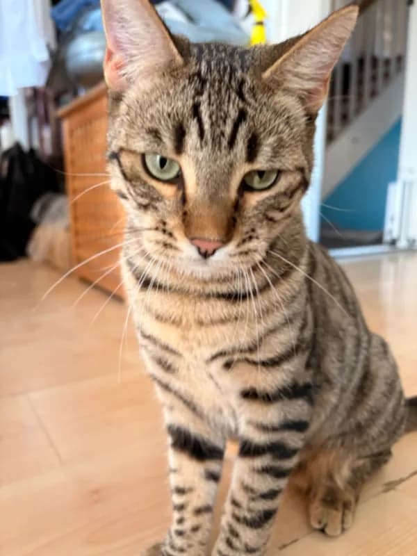 Nala