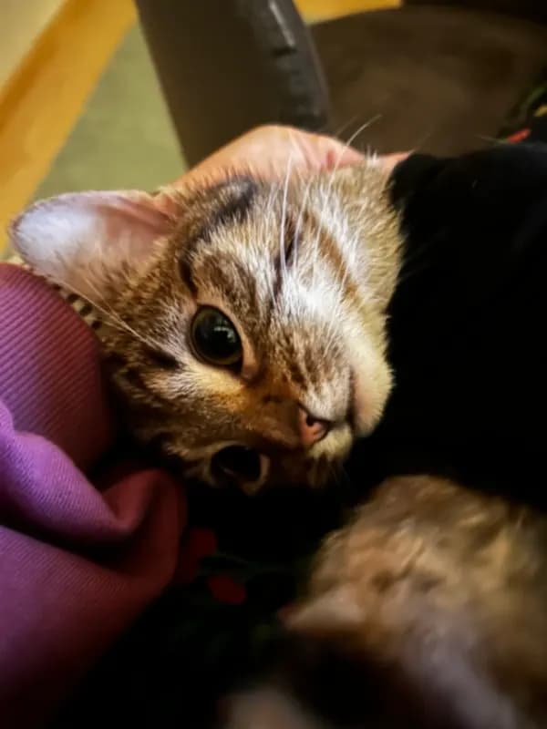 Ella