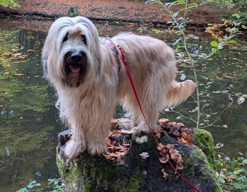 Nika