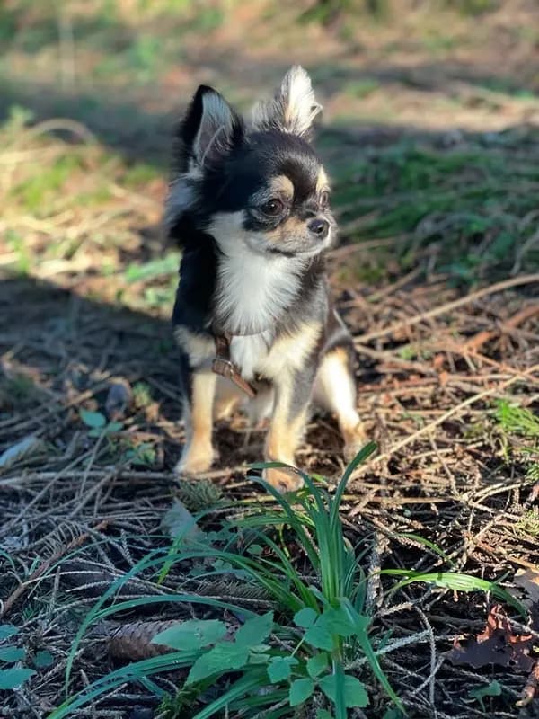 Elvis