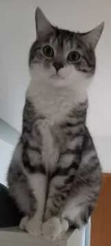 Simba