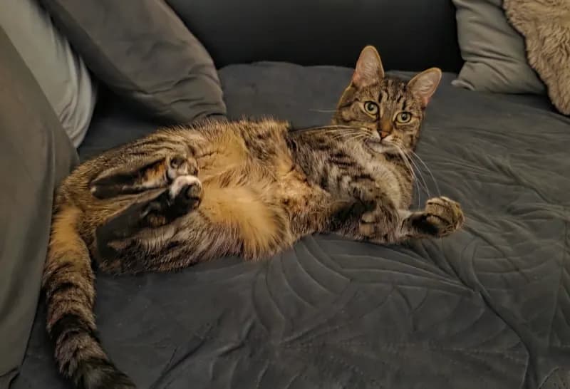 Kitty