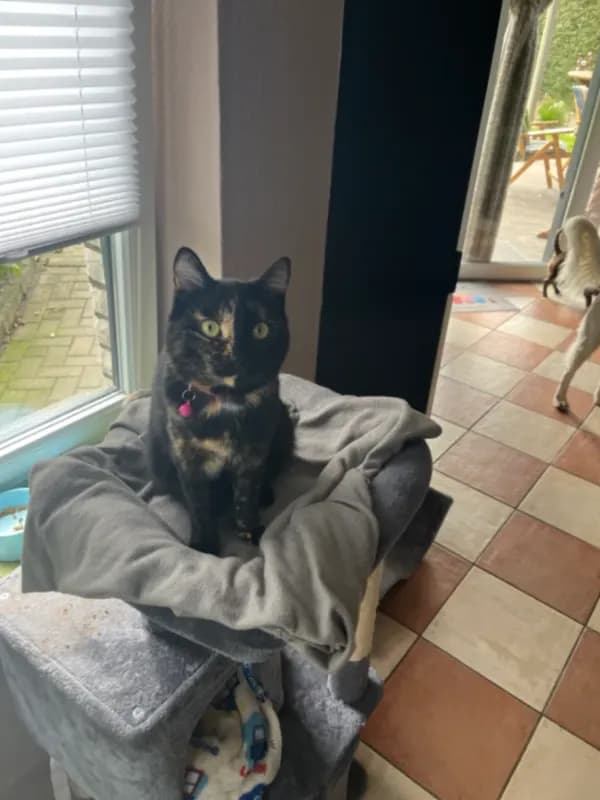 Nala