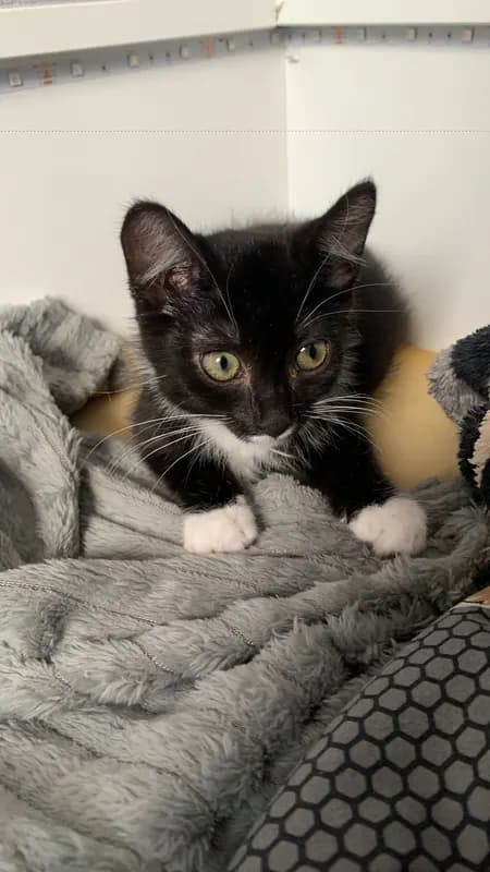 Mimi