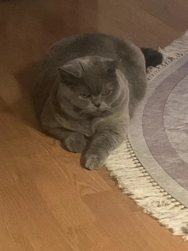 Fiona