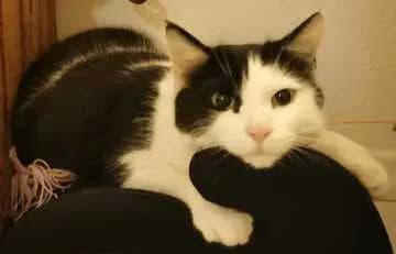 Mogli