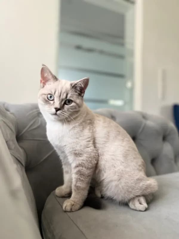 Mavi
