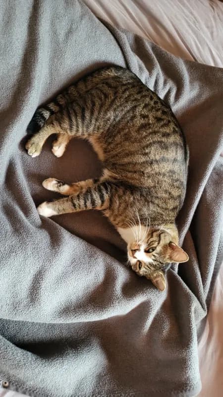 Leni