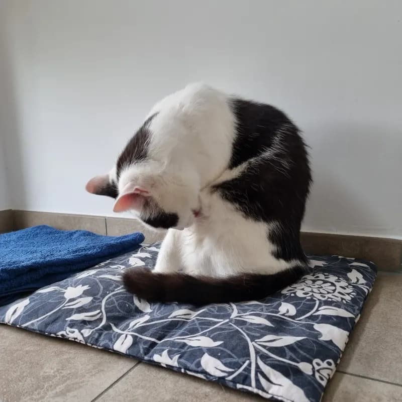 Findus