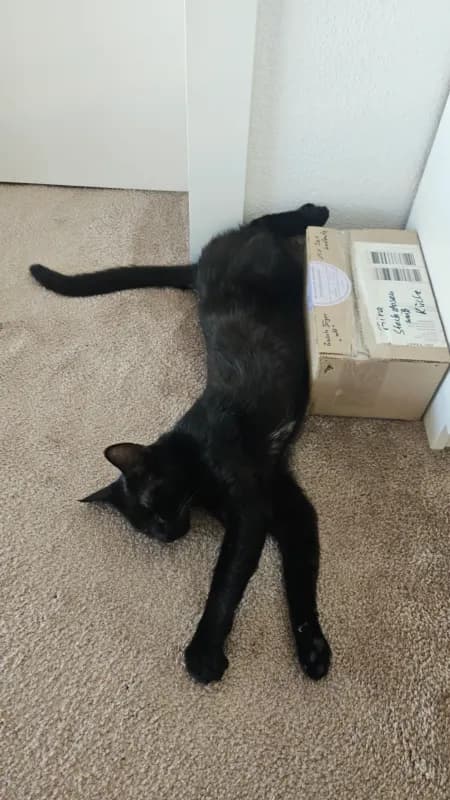 Jack