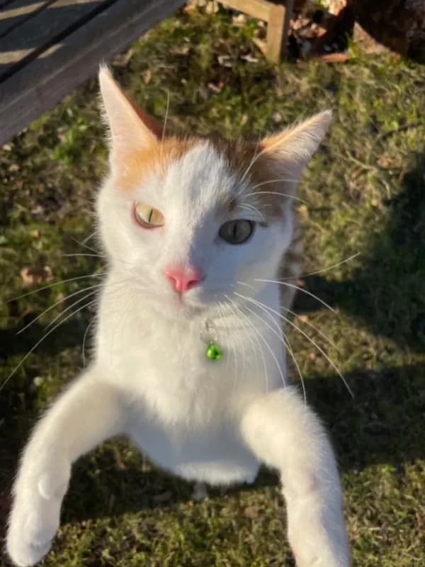 Findus