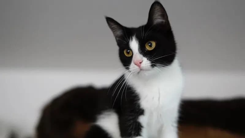 Ella