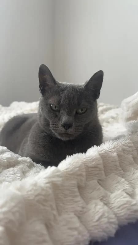 Kirill