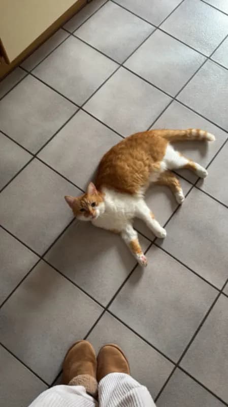 Edi