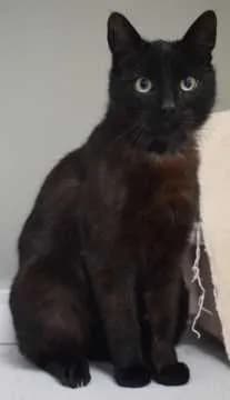 Paco