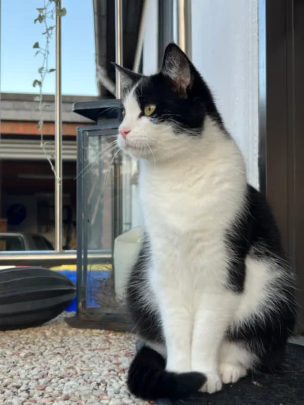 Coco