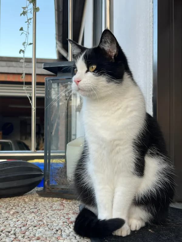 Coco