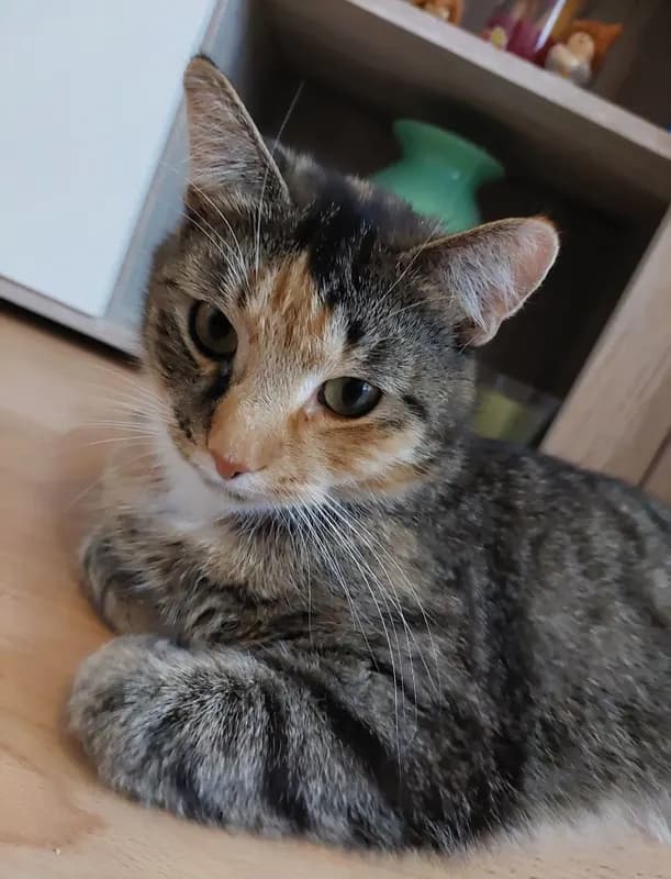 Lilly