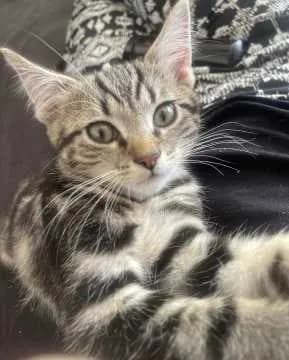 Milo