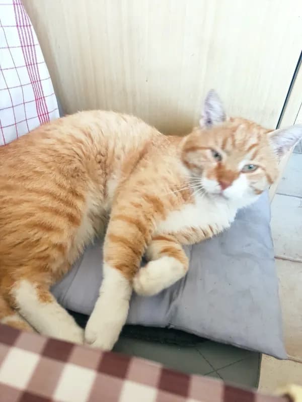 Milo