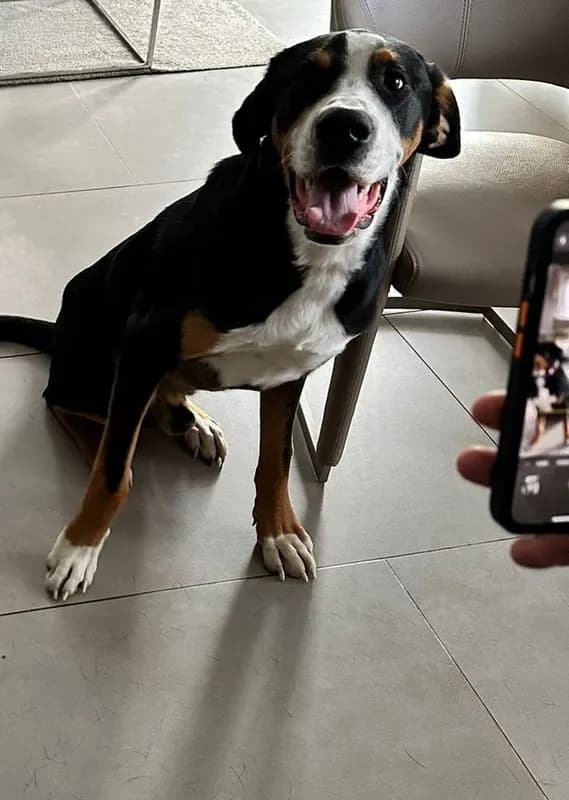 Loki