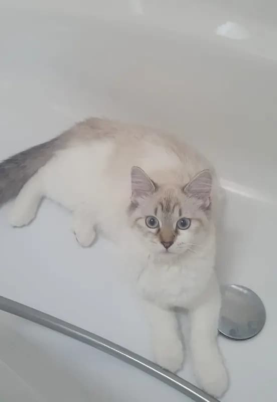 Mia