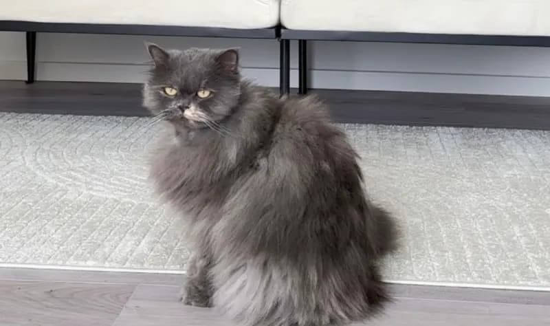 Stella