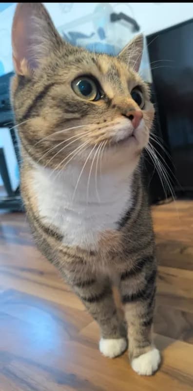 Maja
