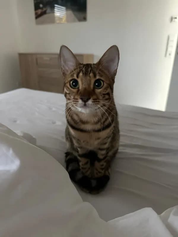 Nala
